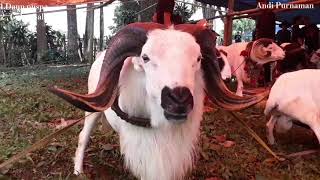 Musik Domba Garut versi Pamidangan BALEBAT :1.Daun puspa  2. Gala-Gala