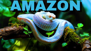 The Crucial Importance of the Amazon Rainforest