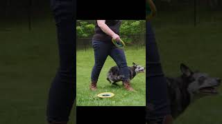 Incredible Frisbee Dog Tricks: CoolWhip the Australian Koolie