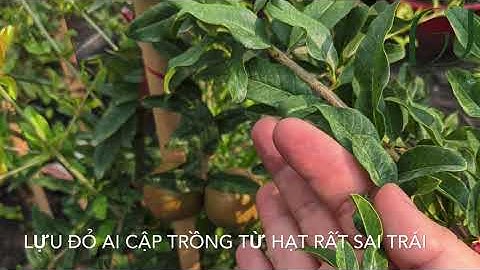 Lựu đỏ Ai Cập - Best seller của Hoàng Long