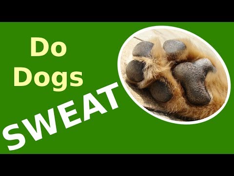 Do Dogs Sweat? Why do Dogs Pant? How do Dogs Cool Off their Body Temperature?