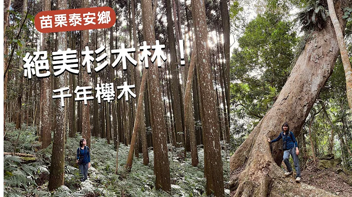 爬完山，直接泡溫泉？苗栗泰安鄉，絕美杉木林🌲千年櫸木！ #鳥洗縱走 - 天天要聞