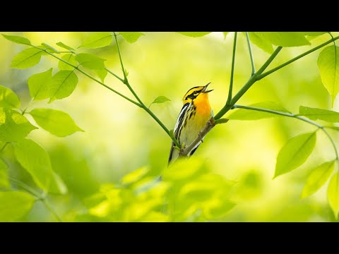 How Yard Birding Can Improve Your Photography and Workflow by Rina Miele