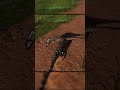 Jak ja go zrzygałem? #dinosaur #theisle #evrima #gaming #gameplay #poland #fyp