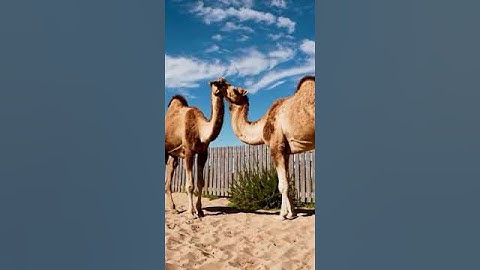 The Science Behind Camel Breeding and Growth 63