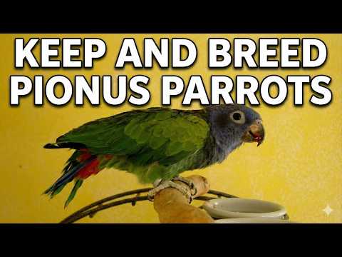 How to Keep and Breed Pionus Parrots Successfully
