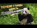 ПОЧЕМУ У ПАНДЫ ЧЕРНО-БЕЛЫЙ ОКРАС ШЕРСТИ?  ПОМОГАЕТ ЛИ ОН БАМБУКОВОМУ МЕДВЕДЮ ИЛИ МЕШАЕТ?