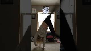 Omggg That Cartwheel