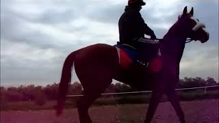 Horseracing PROMO2019  Kazakhstan