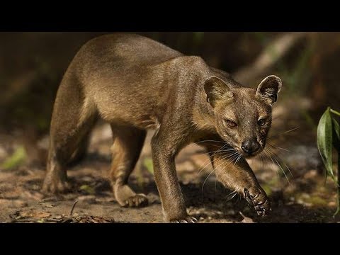 Vídeo: Tudo Sobre Gatos Selvagens