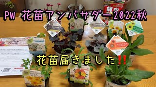 【PWアンバサダー】冬越しチャレンジ　花苗が届きました#PWアンバサダー#pw#ガーデリンク