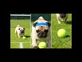 狗狗與網球Dog and tennis ball#youtubeshorts #dogs #tennis