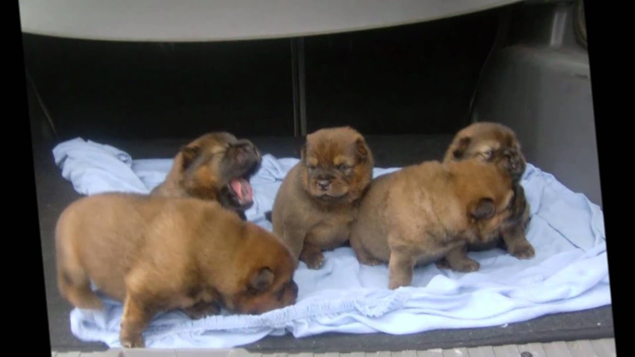 Chow Chow Meus Bebes Youtube Chow Chow Meus Bebes Youtube