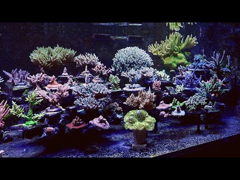 Simple 140g SPS Reef Tank - Tank Tour June 2021 Update | Acropora