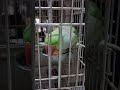 #parrot #mithu #cute #newmember #shortvideo 🦜🦜🦜🦜