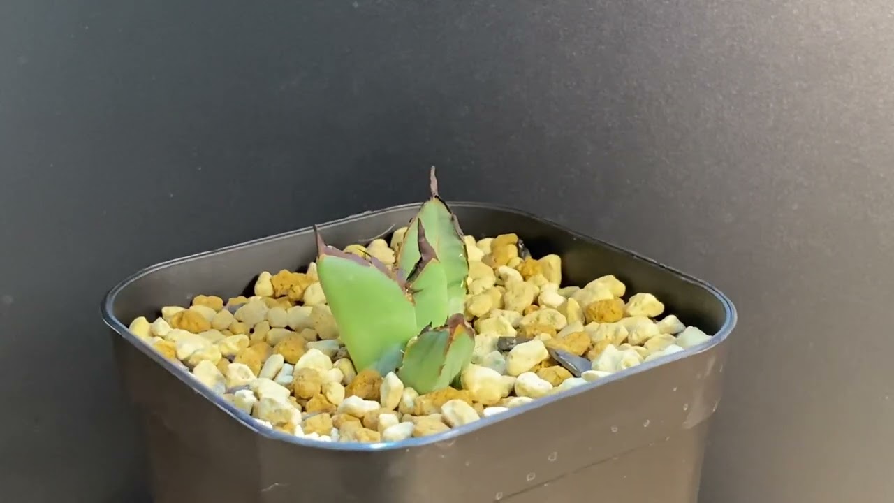 アガベ・チタノタ 黒鯨（芽）-003｜agave titanota black whale |