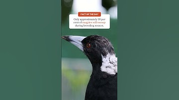 Not all magpies swoop!