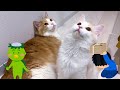 酒飲み飼い主の父親が猫に貢ぎに来ました【ぽしゃっけ】