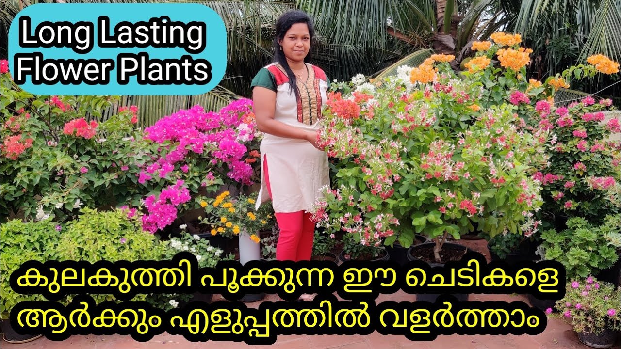 Hardy Permanent Flowering Plants | Easy to Grow| വർഷങ്ങളോളം നിന്നു പൂവിടുന്ന ചില ചെടികൾ - Part 1