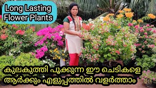 Hardy Permanent Flowering Plants | Easy to Grow| വർഷങ്ങളോളം നിന്നു പൂവിടുന്ന ചില ചെടികൾ - Part 1