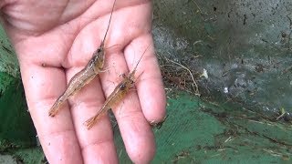 Hija trimestre problema Como pescar camarones? / Pescando camarones 2019. - YouTube