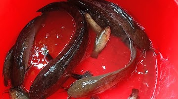 Bắt cá mùa gặt lúa ở Miền Tây tập 2