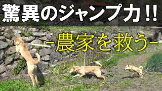 【救世主降臨】鳥獣被害をなくす驚きの方法～イノシシ、シカ、サル〜（後編）