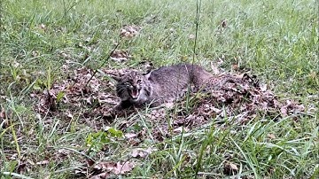 Flat Set Bobcat Trapping