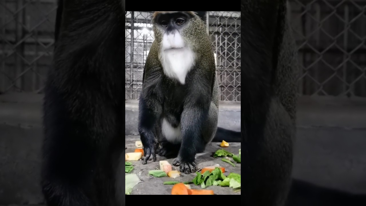 Monkey Eating vegetables 