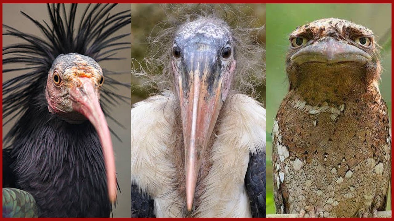 ¡Increible! Los "PAJAROS MAS FEOS" Del Mundo ¿Estas Listo? YouTube