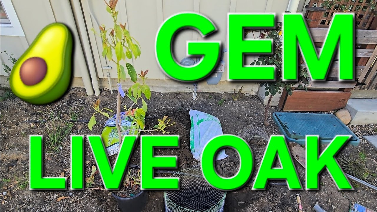 PLANTING A GEM AVOCADO TREE IN SANTA CRUZ, CALIFORNIA IN THE LIVE OAK AREA