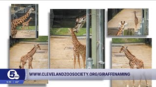 Tall order: Help name Cleveland Zoo's new baby giraffe - YouTube