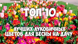 ТОП 10 лучших луковичных цветов для весны на дачу