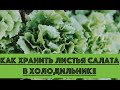 Как хранить листья салата в холодильнике?