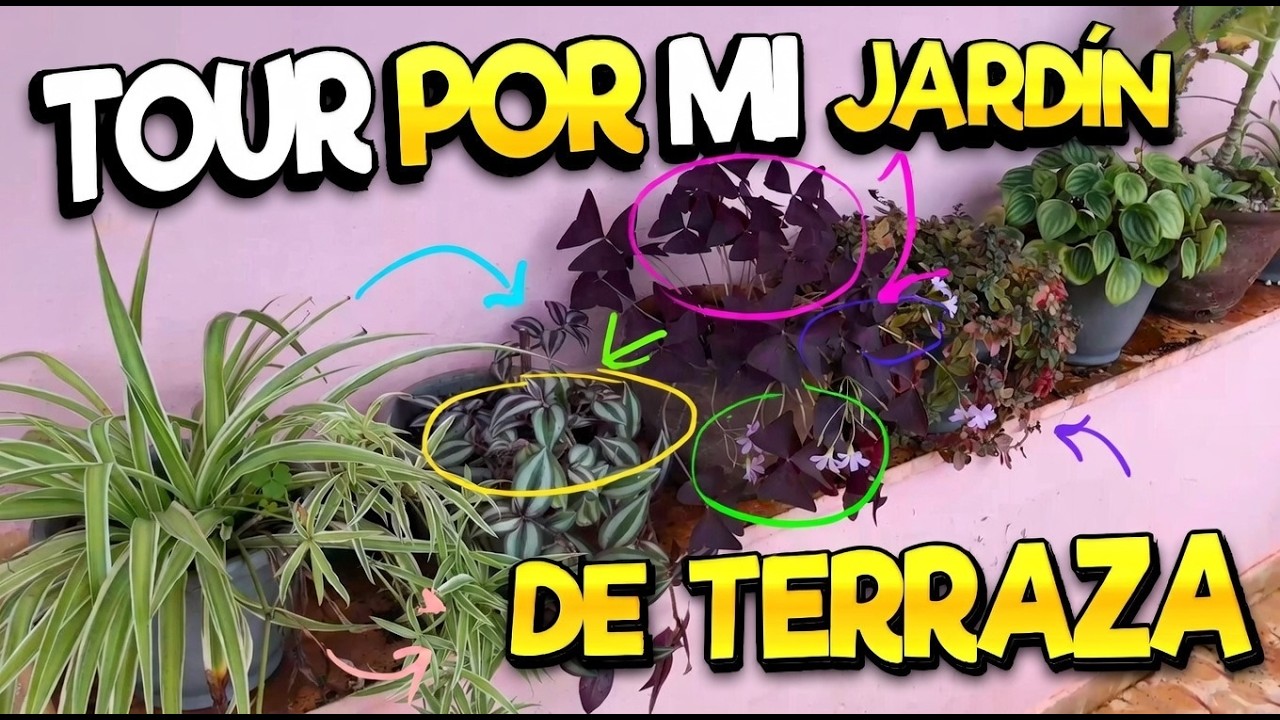 Así se ve mi colección de macetas en casa - Tour de terraza