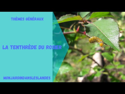 Vidéo: La Cicadelle Du Rosier Omniprésente