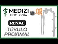 Fisiología Renal - Reabsorción y secreción tubular renal (Túbulo Proximal)