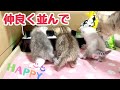 猫動画 出産後27日目 3匹並んでガジガジ！ 一方ムギママは発情期で破壊行動