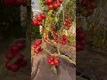 #жизньзагородом #огородкруглыйгод #shorts #tomato