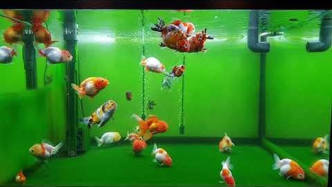 Hồ cá vàng ( Goldfish Tank)