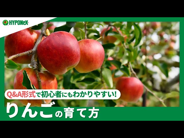 りんご出品！他の方はご遠慮ください。 fit=scale-down,w=1200
