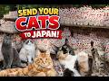 The Internet Is Sending Us Their Cats 