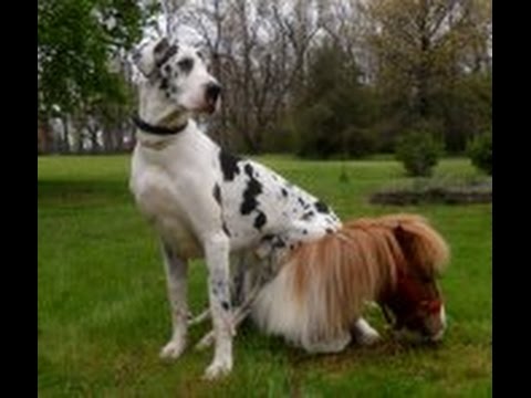 miniature great dane