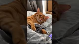 Cat, Let Me Sleep... Turn Off the Alarm! ⏰😹🐱 #cat #catvideos #funny #youtubeshorts #shorts #comedy