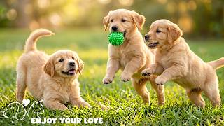 2 HOURS of Soft Puppy Music 🐶💖 Relaxing Dog Sleep Sounds for Rest🐶🎵Dog Music 💖🎵 NadanMusic screenshot 5