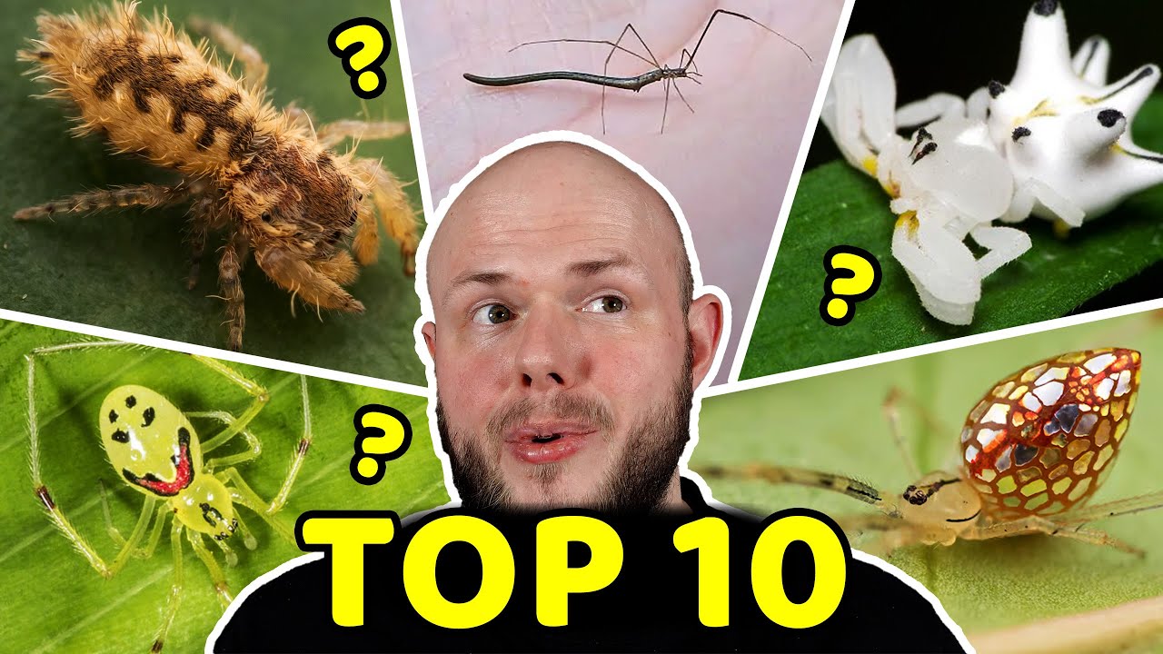 Вы не поверите, что такие пауки СУЩЕСТВУЮТ!