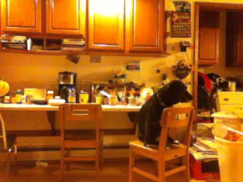 Dog won't get off the chair.