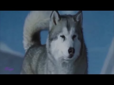 www Legion Ge   ხასკი   xaski   husky avi