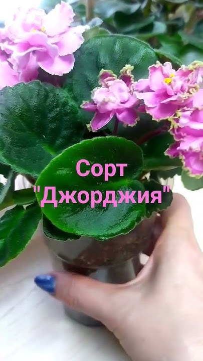 фиалка сорта "Джорджия" - YouTube