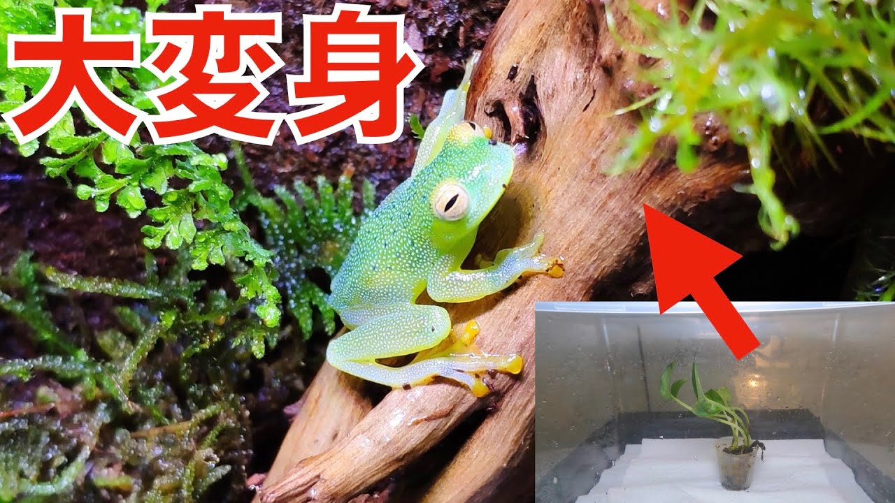 グミガエル 透明なカエルの飼育ケージをおしゃれでかわいいレイアウトにすると Youtube